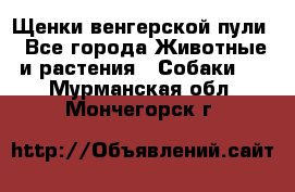 Щенки венгерской пули - Все города Животные и растения » Собаки   . Мурманская обл.,Мончегорск г.